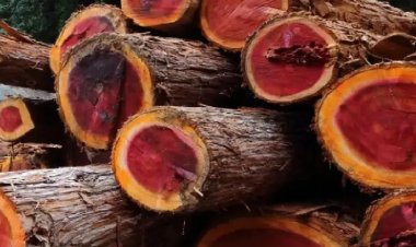 பல லட்சம் மதிப்பிலான செம்மர கட்டைகளை மடக்கி பிடித்த காவல்துறை.!