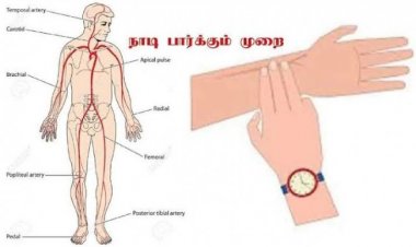 பத்துவகை நாடிகள்