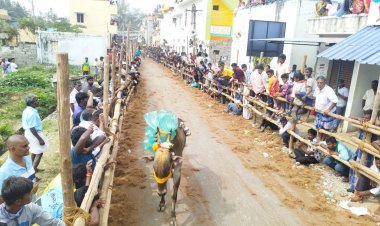 திருப்பத்தூரில் 31 ஆம் ஆண்டு மாபெரும் எருது விடும் திருவிழா.!