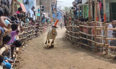 திருப்பத்தூரில் மாபெரும் எருது விடும் திருவிழா.!