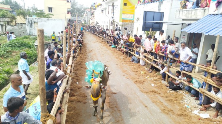 திருப்பத்தூரில் 31 ஆம் ஆண்டு மாபெரும் எருது விடும் திருவிழா.!