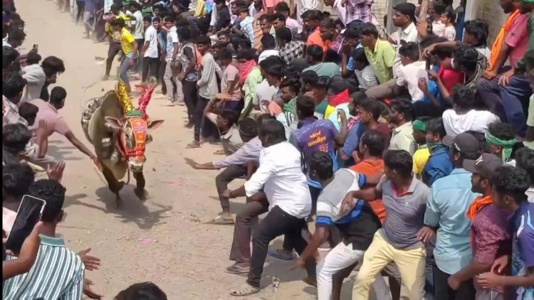 திருப்பத்தூரில் எருது விடும் திருவிழா.!