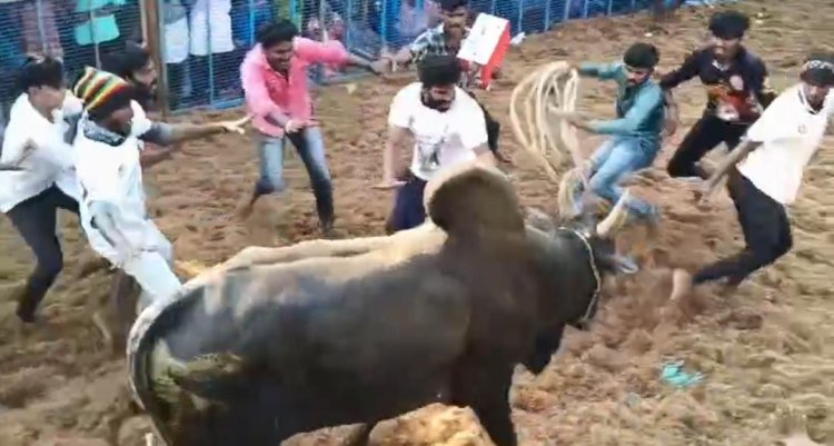 நத்தம் சந்தியாகப்பர் கோவில் திருவிழாவை முன்னிட்டு ஜல்லிக்கட்டு போட்டி.!