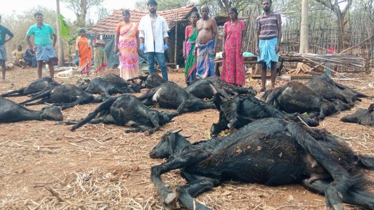 பலத்த இடியாலும் மழையாலும் ஒரே நேரத்தில் 20 ஆடுகள் இறந்தன.!