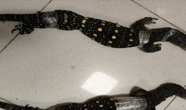 10 கோடி மதிப்பிலான ஹைட்ரோபோனிக் கஞ்சா மற்றும் அரியவகை உடும்புகளை கடத்தி வந்தவர்கள் கைது. !