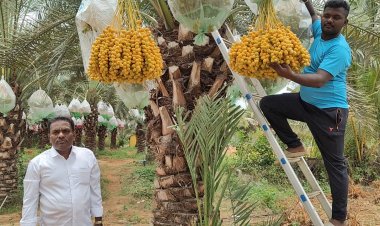 கிருஷ்ணகிரி மாவட்டத்தில் சுவை மிகுத்த பேரிச்சைப்பழம் விளைச்சல் அமோகம்.!