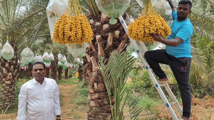 கிருஷ்ணகிரி மாவட்டத்தில் சுவை மிகுத்த பேரிச்சைப்பழம் விளைச்சல் அமோகம்.!