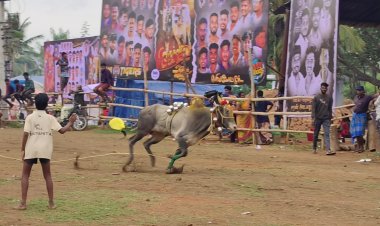 பெரிய மோட்டூர் கிராமத்தில் நடைப்பெற்ற மாபெரும் எருது விடும் விழா.!