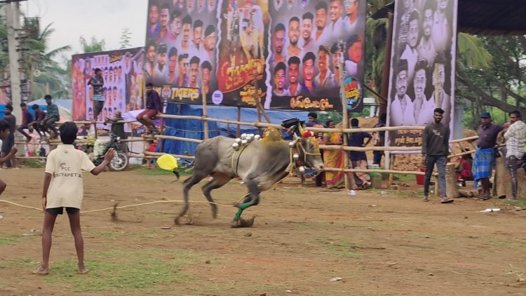 பெரிய மோட்டூர் கிராமத்தில் நடைப்பெற்ற மாபெரும் எருது விடும் விழா.!