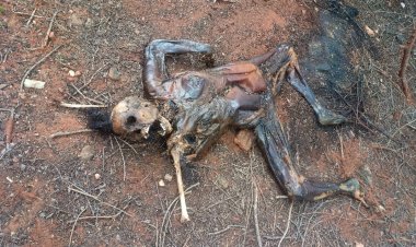 சிறுமுகை  வனப்பகுதியில் அடையாளம் தெரியாத பிணத்தை கைப்பற்றி பிரேதப் பரிசோதனை. !