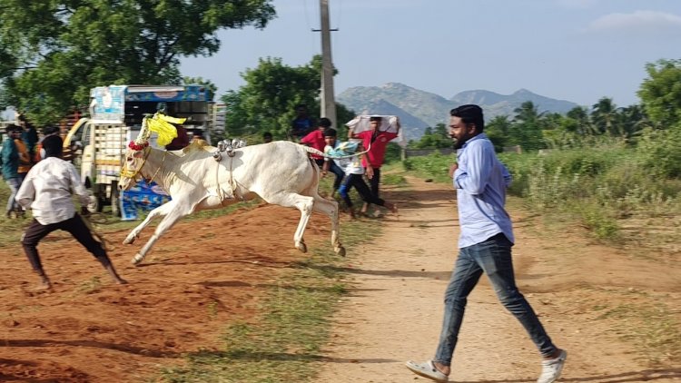 கிருஷ்ணகிரி அருகே உள்ள சின்ன சுண்டப்பட்டி கிராமத்தில்  எருது விடும் விழாவில் 200 எருதுகள் பங்கேற்பு .!
