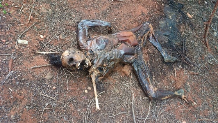 சிறுமுகை  வனப்பகுதியில் அடையாளம் தெரியாத பிணத்தை கைப்பற்றி பிரேதப் பரிசோதனை. !