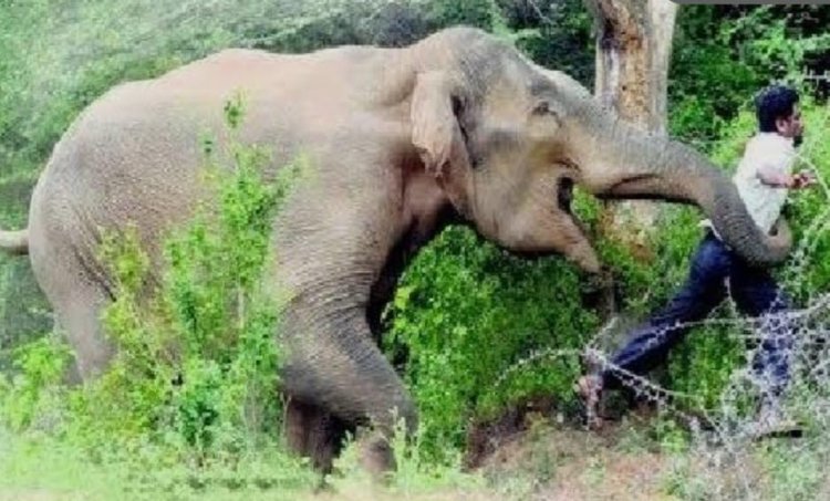 ஜவளகிரியில் ஒற்றை யானை தாக்கி ஒருவர் படுகாயம்..!