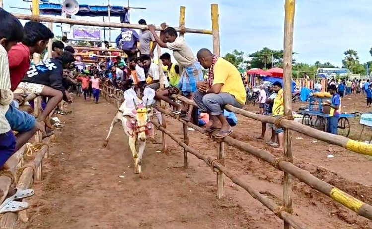 சமத்துவபுரத்தில் நடைபெற்ற மாபெரும் கன்று விடும் விழா.!