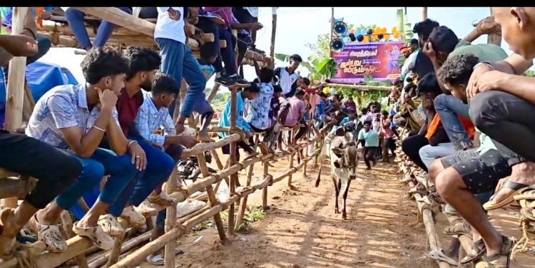 கிருஷ்ணகிரி மாவட்டம், அடுத்த சிவசக்தி நகரில் நடைபெற்ற கன்றுவிடும் விழா.!