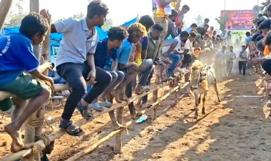 கிருஷ்ணகிரி அருகே உள்ள ஆதிசங்கரர் நகரில் நடைபெற்ற கன்றுவிடும் விழா.!