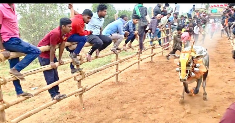 புளியந்தோப்பு கிராமத்தில் மாபெரும் எருது விடும் விழாவில் 250 காளைகள்.!