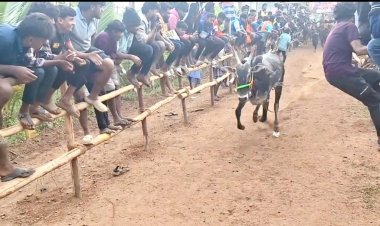 கிருஷ்ணகிரி மாவட்டம், ஒரப்பம் அருகே உள்ள அதிபதி நகரில் பொங்கல் விழாவினை முன்னிட்டு எருது விடும் விழா.!