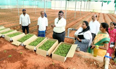 தோட்டக்கலை மேம்பாட்டு இயக்கம் மற்றும் தேசிய தோட்டக்கலை இயக்கம் சார்பாக, 50 சதவிகித மானியம் ரூ.12,50,000 மதிப்பில் பசுமைக்குடில் அமைத்து ஜிப்சோபில்லா மலர் சாகுபடி பணிகள். !