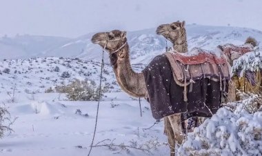 சவூதியில் பெய்த பனிப் பொழிவு, வெப்பம் சுட்டெரிக்கும் பாலைவனத்தில் பனிப்புயல். !