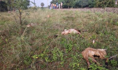 தண்டவாளத்தை கடக்க  முயன்ற செம்மறி ஆடுகள் மீது  ரயில் மோதி 50 ஆடுகள் பலி .!