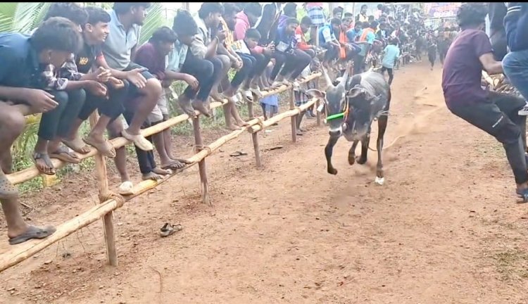 கிருஷ்ணகிரி மாவட்டம், ஒரப்பம் அருகே உள்ள அதிபதி நகரில் பொங்கல் விழாவினை முன்னிட்டு எருது விடும் விழா.!