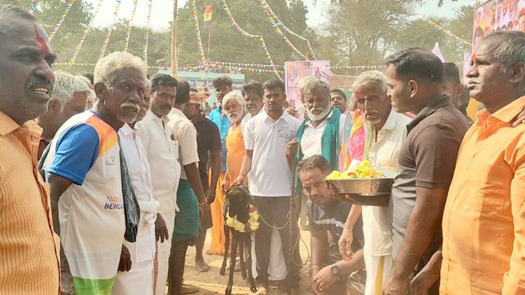 கும்மனூர் கிராமத்தில் மஞ்சுவிரட்டும்  விழா.!