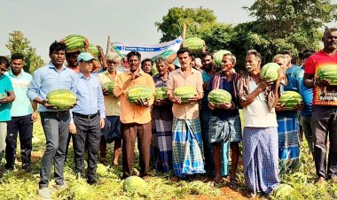தைவான் நாட்டை சார்ந்த சுப்ரித் என்ற தர்பூசணி விதை விதைத்ததில் விளைச்சல் அதிகரிப்பு. !