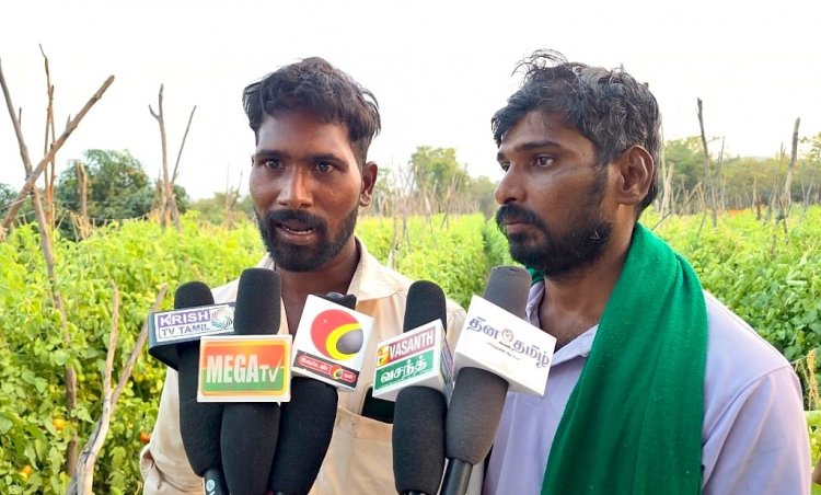தக்காளி விளைச்சல் அதிகரிப்பால் உரிய விலை கிடைக்கவில்லை என தக்காளி விவசாயிகள் வேதனை .!