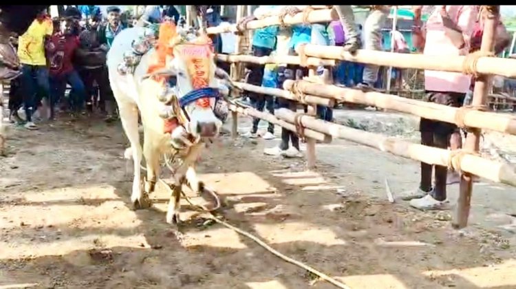 வேப்பனஹள்ளி அருகே பொங்கல் விழாவினை முன்னிட்டு நடைப்பெற்ற மாபெரும் எருது விடும் விழா.!