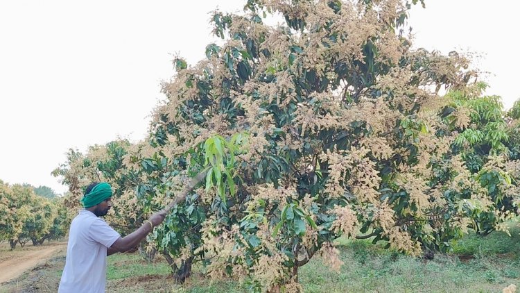 கடந்த 4 ஆண்டுகளாக மாங்காய்களுக்கு உரிய விலை கிடைக்காததால் மா மரங்களில் பூத்துள்ள மாம்பூக்களை அடித்து உதிர்த்து வரும் விவசாயிகள், உரிய விலை கிடைக்காததால் விவசாயிகள் ஆத்திரம்.!