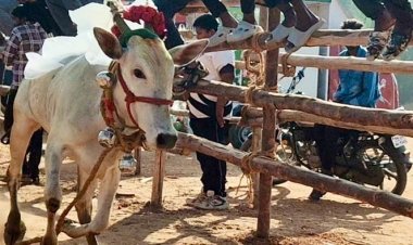 தானம்பட்டி கிராமத்தில் பொங்கல் பண்டிகையை முன்னிட்டு நடைபெற்ற எருது விடும் திருவிழா..!