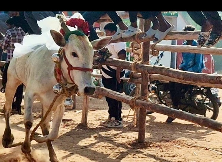தானம்பட்டி கிராமத்தில் பொங்கல் பண்டிகையை முன்னிட்டு நடைபெற்ற எருது விடும் திருவிழா..!